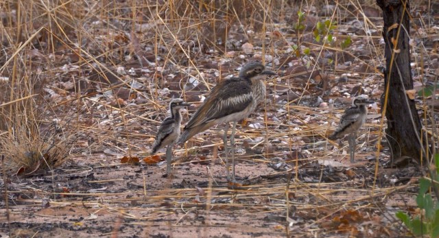 Curlew